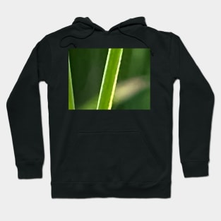 Last Light on Earth Hoodie